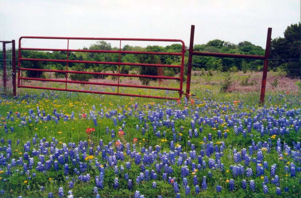 Country fence and bluebonnets. Copyright Robin Kenny.